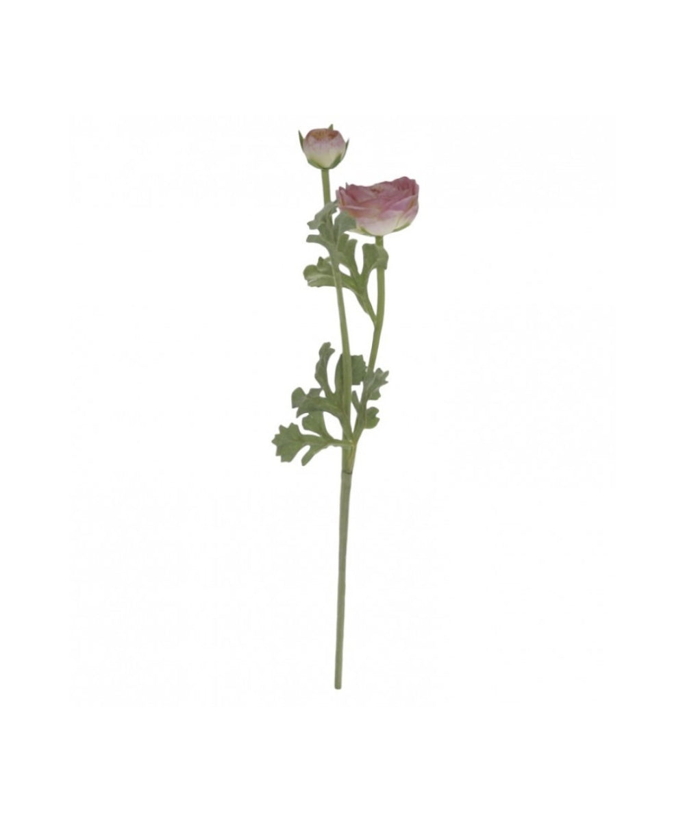 Fleur Ranunculus